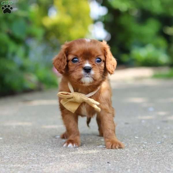 George, Cavalier King Charles Mix Puppy